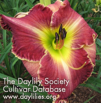 Daylily Memorial to Jared